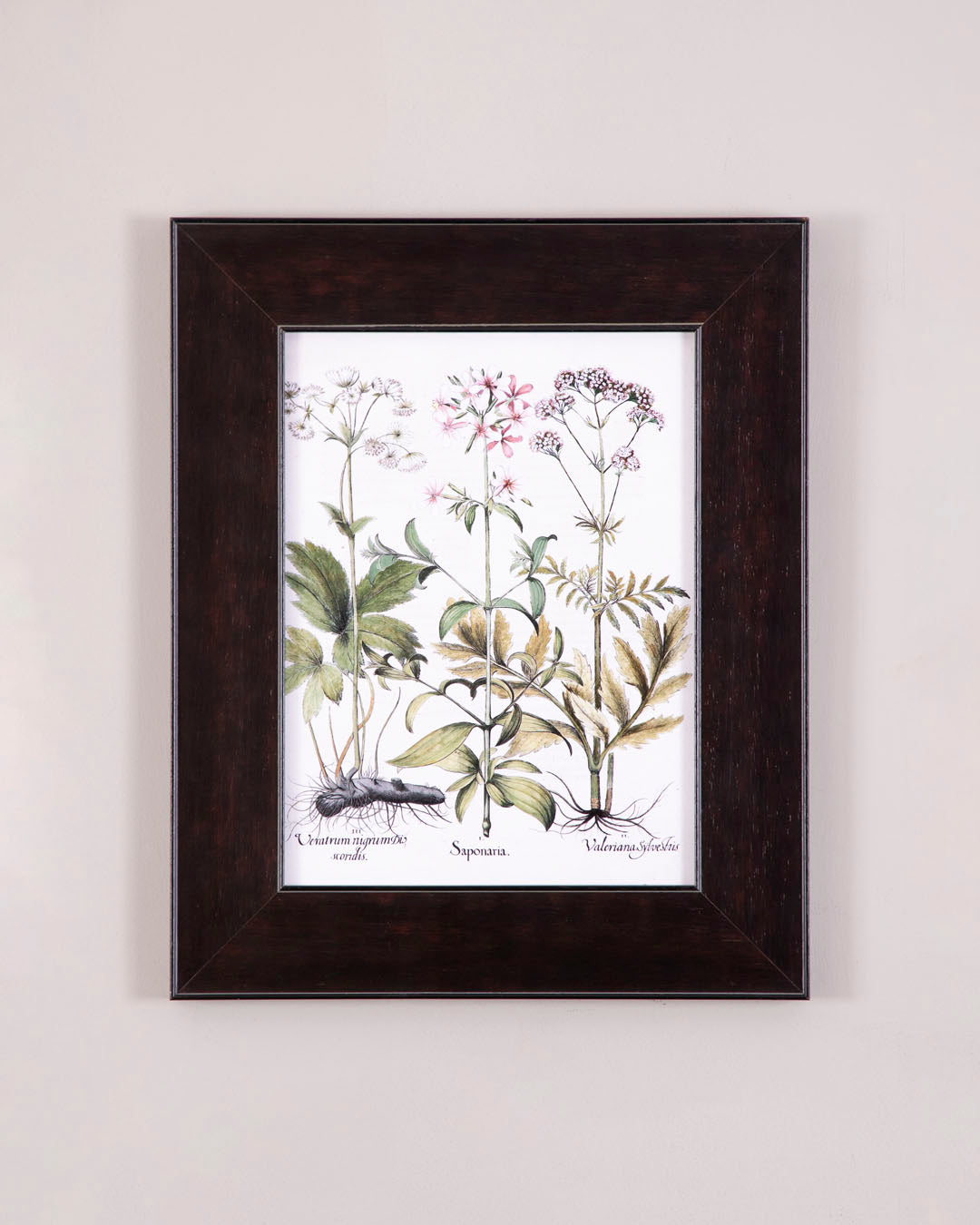 Biddens with Nodding Flowers