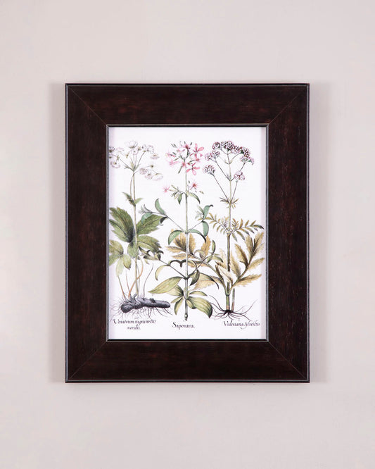 Biddens with Nodding Flowers