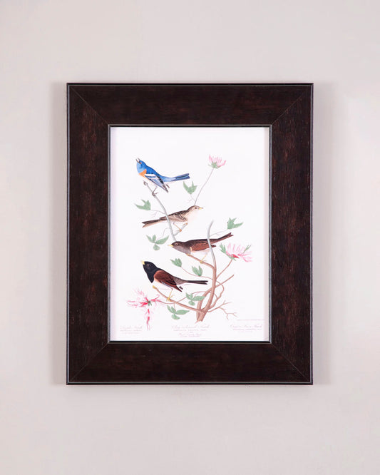 Lazuli Finch, Clay-Colored Finch And Oregon Snow Finch Birds