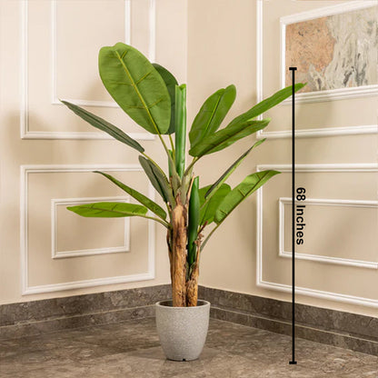 Classic Green Banana Plant Artificial plant - (5.6 Feet) (Natural Feel)