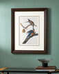 Passenger Pigeon Bird Print "24x30" Inches