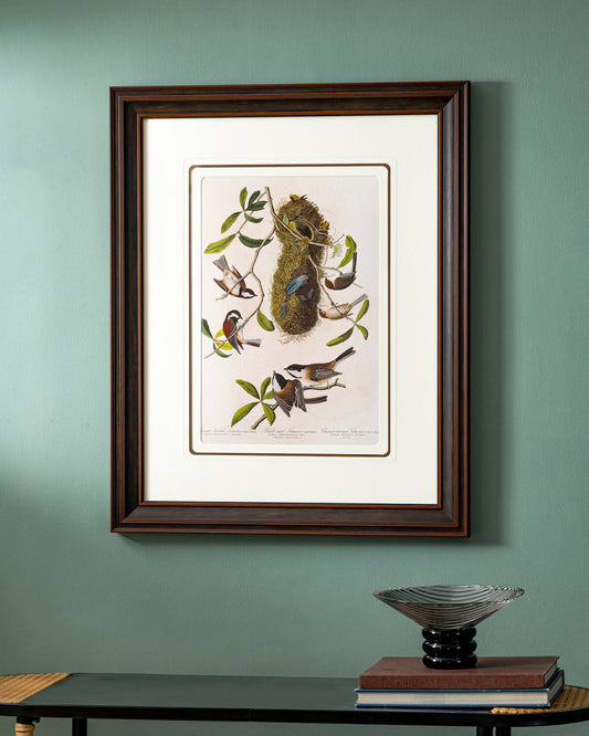 Chestnut Crowned Titmouse Birds Print "24x30" Inches
