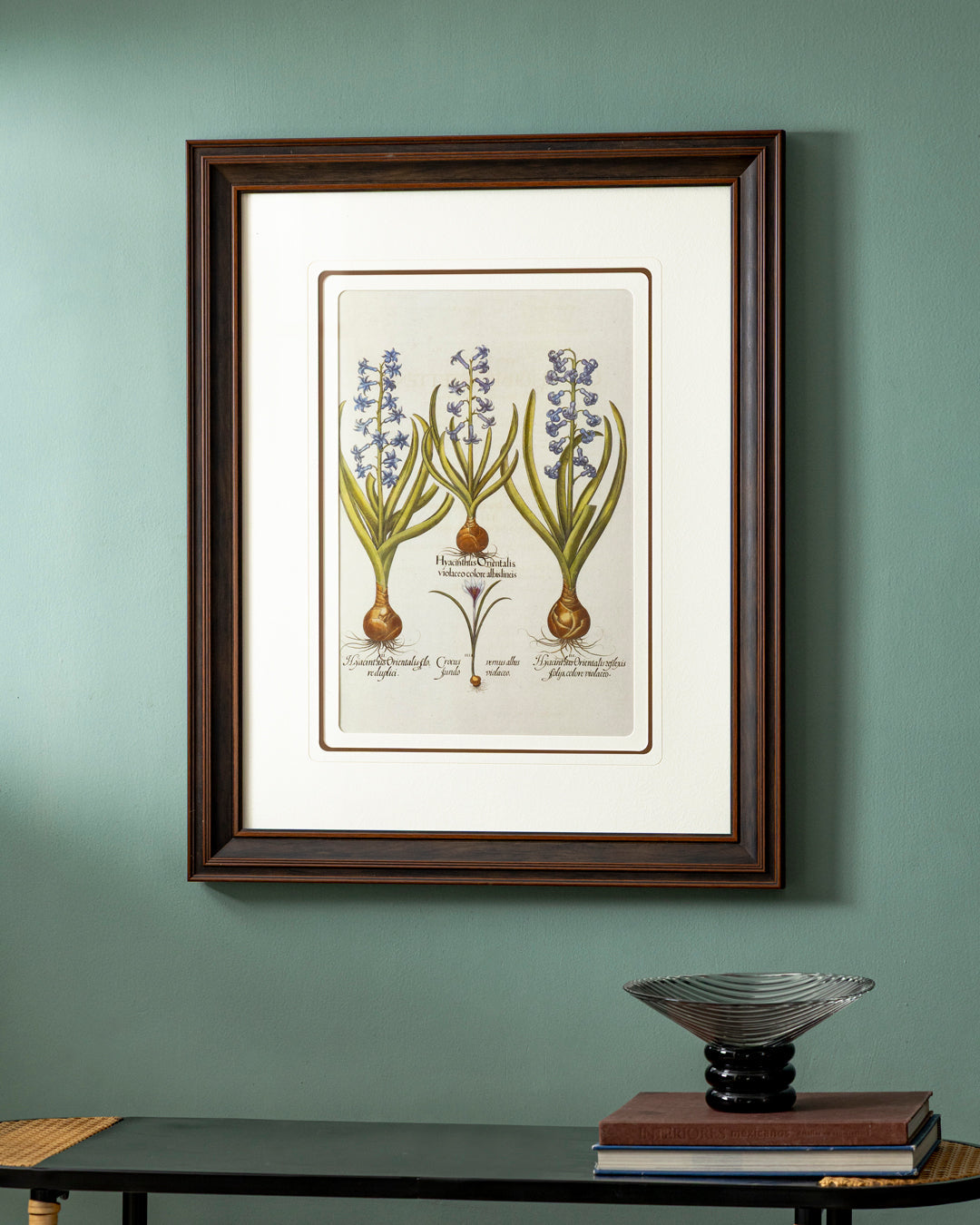 Hyacinthus Botryoids Plant Print "24x30" Inches