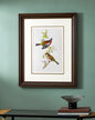 Gould Birds Europe Print "24x30" Inches