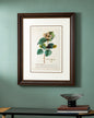 Green Botanical Plant Print "24x30" Inches