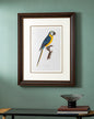 Levaillant Parrot Bird Print "24x30" Inches