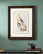 Black Throated Bunting Bird Print "24x30" Inches
