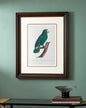 Cuban Parrot Bird Print "24x30" Inches