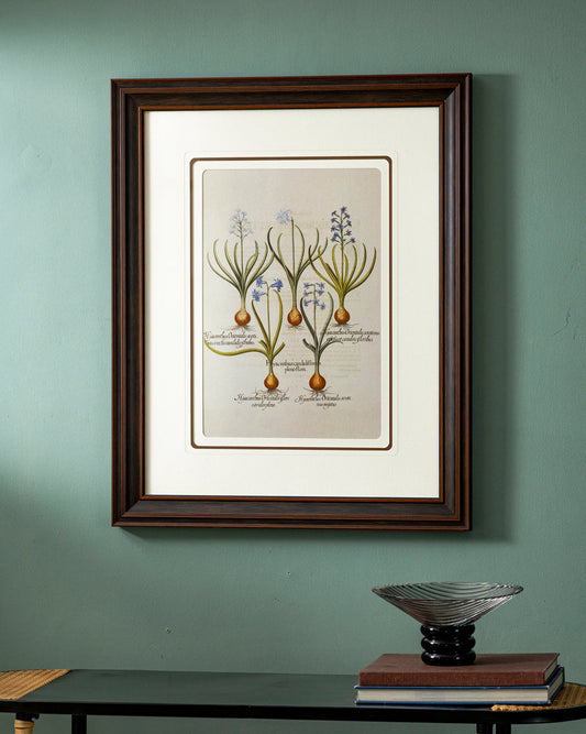 Hyacinthus candidissimus plenoflore Print "24x30" Inches
