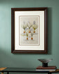 Hyacinthus candidissimus plenoflore Print "24x30" Inches