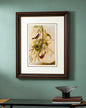 Orchard Oriole Bird Print "24x30" Inches