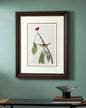 Louisiana Water Thrush Bird Print "24x30" Inches
