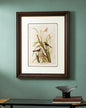 Macgillivray'S Finch Bird Print "24x30" Inches