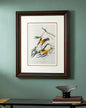 Prothonotary Warbler Bird Print "24x30" Inches