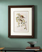 Lesser Red Poll Bird Print "24x30" Inches