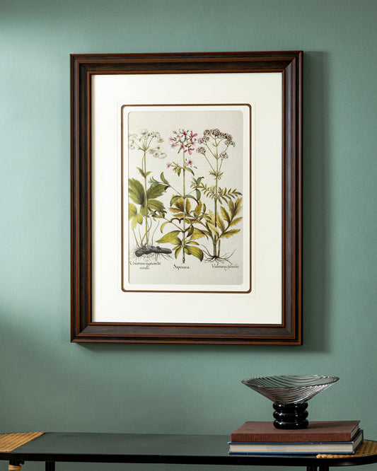 Veratrum Nigrumdis Scordis Print "24x30" Inches