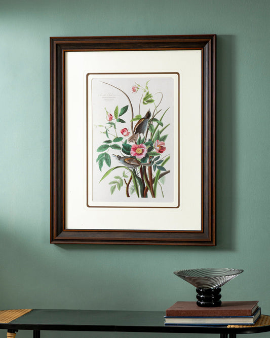 Sea Side Finch Bird Print "24x30" Inches