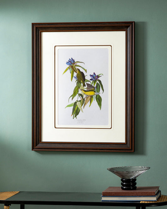 Connecticut Warbler Bird Print "24x30" Inches