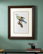 Abyssinian roller Bird Print "24x30" Inches
