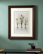 Hyacinthus Stellatus Ltalicus Plants Print "24x30" Inches