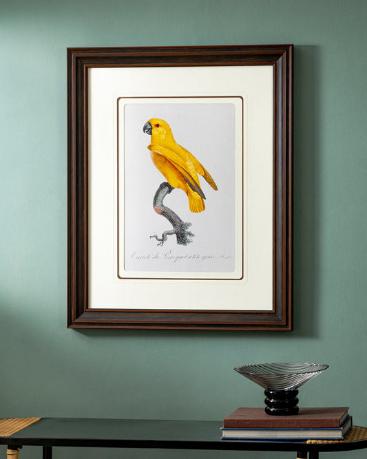 Rare Yellow Senegal Parrot Bird Print "24x30" Inches