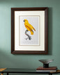 Rare Yellow Senegal Parrot Bird Print "24x30" Inches