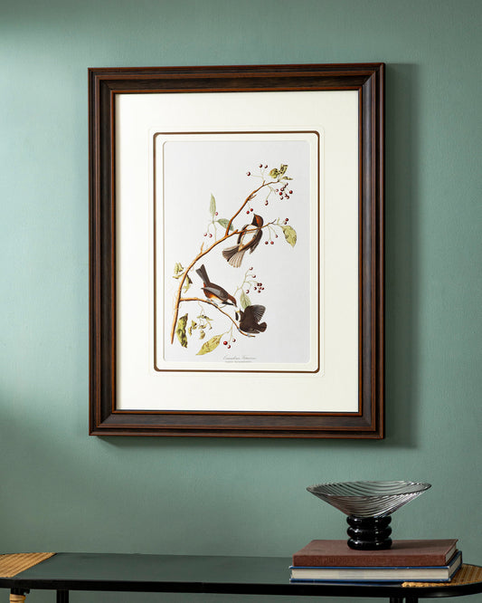 Canadian Titmouse Bird Print "24x30" Inches