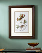 Wood Thrush Bird Print "24x30" Inches