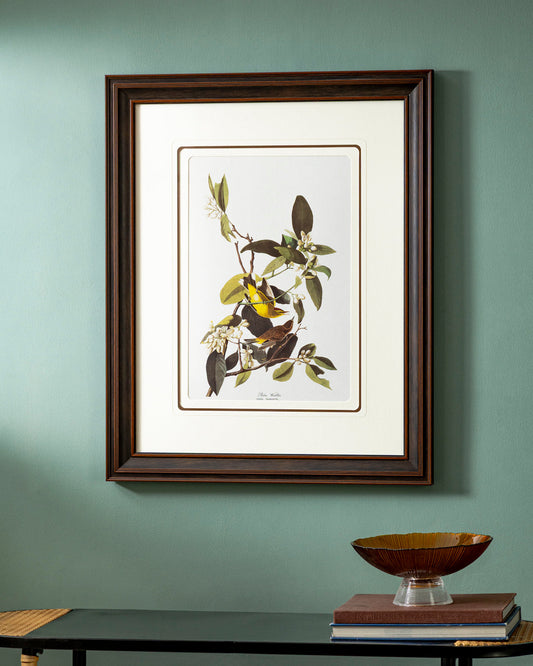 Palm Warbler Bird Print "24x30" Inches
