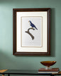 Arimanon Parakeet Bird Print "24x30" Inches