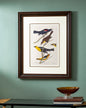Yellow-Headed Troopial And Bullock'S Oriole Bird Print "24x30" Inches