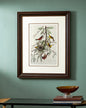 Orchard Oriole Bird Print "24x30" Inches