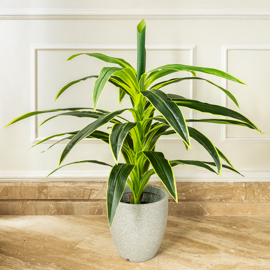Botanic Beauty Dracaena Lemon Lime Artificial Plant (3.5 Feet) (Natural Feel)