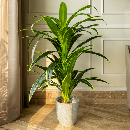 Botanic Beauty Dracaena Lemon Lime Artificial Plant (4.5 Feet) (Natural Feel)
